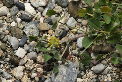 Medicago monspeliaca, photographed by Eleftherios Katsillis
