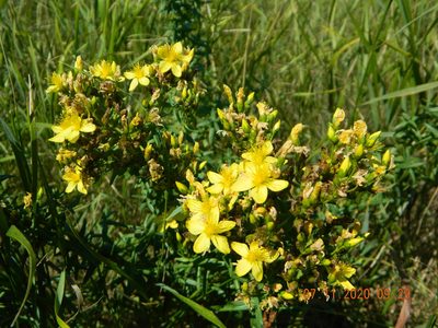 Hypericum elegans, photographed by Galyna Mykytynets
