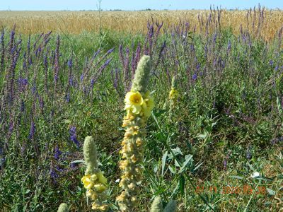 Verbascum ovalifolium, photographed by Galyna Mykytynets