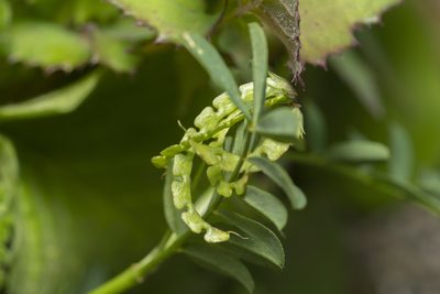 Hippocrepis multisiliquosa, photographed by Eleftherios Katsillis