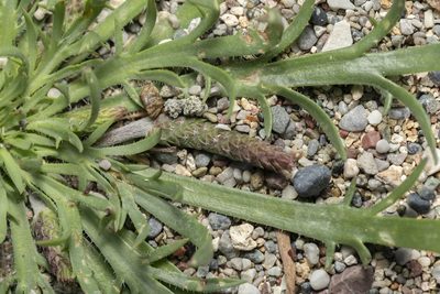Plantago weldenii, photographed by Eleftherios Katsillis