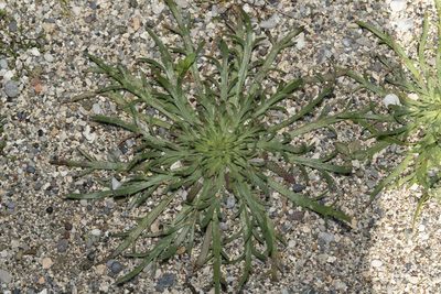 Plantago weldenii, photographed by Eleftherios Katsillis
