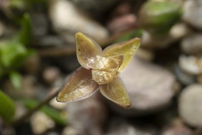 Sagina maritima, photographed by Eleftherios Katsillis