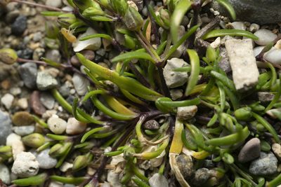 Sagina maritima, photographed by Eleftherios Katsillis