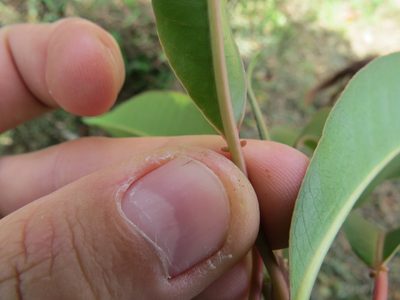 Sapium glandulosum, photographed by Victor Farjalla Pontes