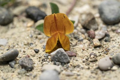 Lotus edulis, photographed by Eleftherios Katsillis