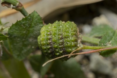 Medicago turbinata, photographed by Eleftherios Katsillis