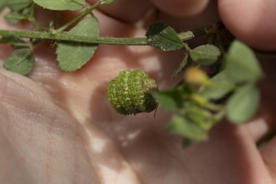 Medicago turbinata, photographed by Eleftherios Katsillis