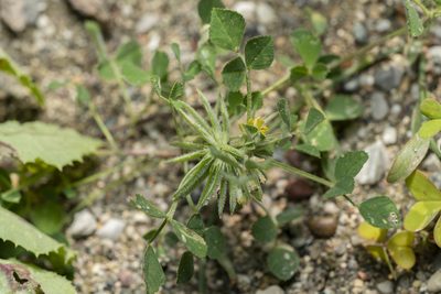 Medicago monspeliaca, photographed by Eleftherios Katsillis