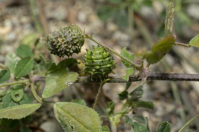 Medicago turbinata, photographed by Eleftherios Katsillis