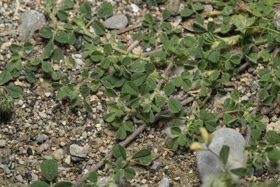 Medicago rigidula, photographed by Eleftherios Katsillis