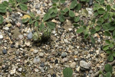 Medicago rigidula, photographed by Eleftherios Katsillis