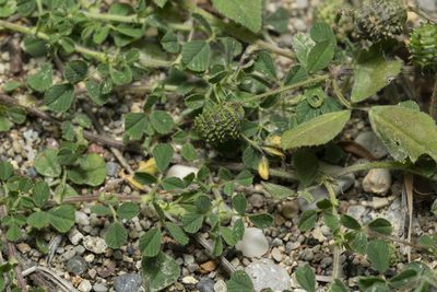 Medicago turbinata, photographed by Eleftherios Katsillis