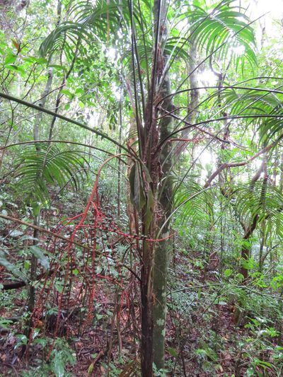 Geonoma schottiana, photographed by Victor Farjalla Pontes