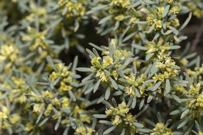 Thymelaea tarton-raira, photographed by Eleftherios Katsillis