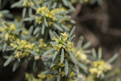 Thymelaea tarton-raira, photographed by Eleftherios Katsillis