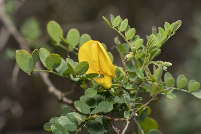 Colutea insularis, photographed by Eleftherios Katsillis