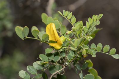 Colutea insularis, photographed by Eleftherios Katsillis