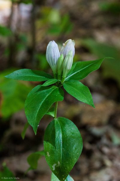 Gentiana decora, photographed by Ken-ichi Ueda