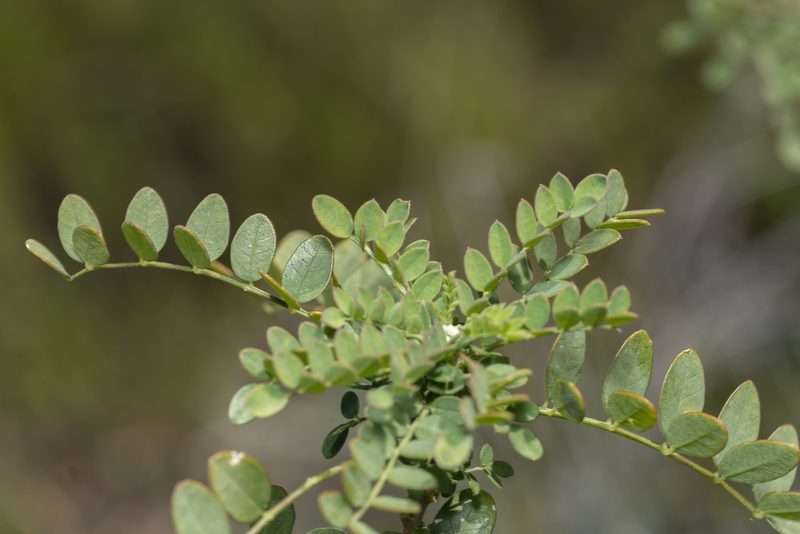 Colutea insularis, photographed by Eleftherios Katsillis