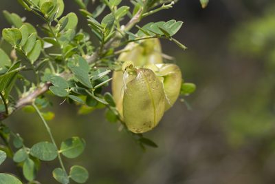 Colutea insularis, photographed by Eleftherios Katsillis