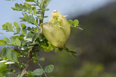 Colutea insularis, photographed by Eleftherios Katsillis