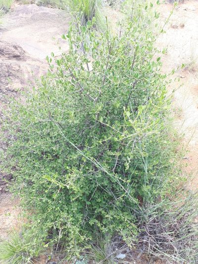 Vangueria triflora, photographed by Manuel R Popp