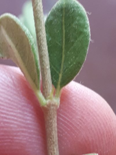 Vangueria triflora, photographed by Manuel R Popp