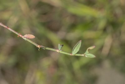 Polygonum equisetiforme, photographed by Eleftherios Katsillis
