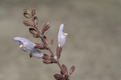 Salvia fruticosa, photographed by Eleftherios Katsillis
