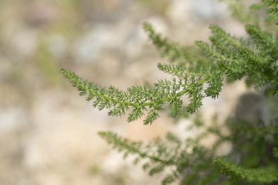 Thapsia asclepium, photographed by Eleftherios Katsillis