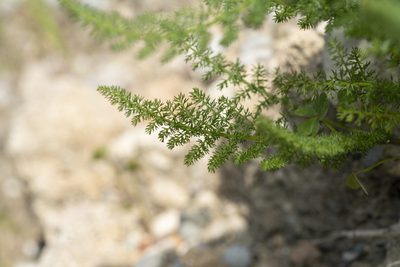 Thapsia asclepium, photographed by Eleftherios Katsillis