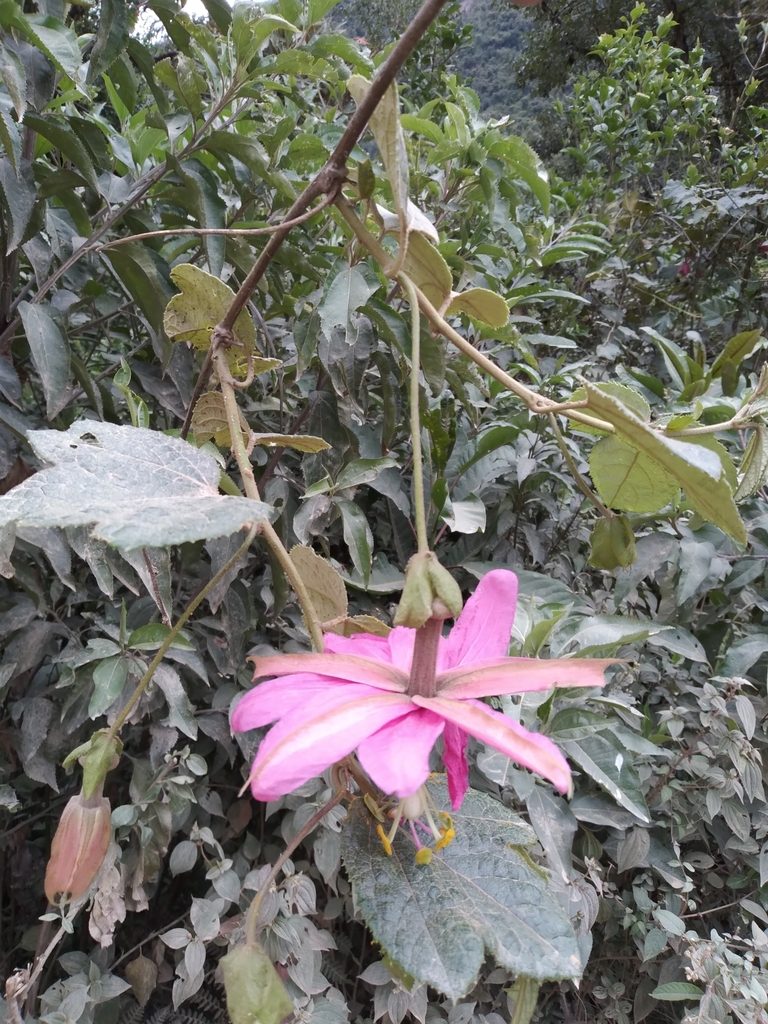 Passiflora carrascoensis, photographed by Alfredo F. Fuentes Claros