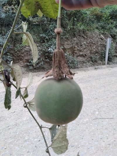 Passiflora carrascoensis, photographed by Alfredo F. Fuentes Claros