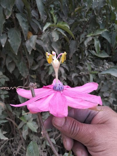 Passiflora carrascoensis, photographed by Alfredo F. Fuentes Claros