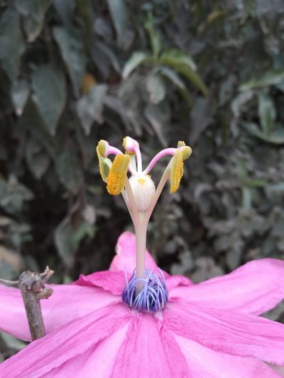 Passiflora carrascoensis, photographed by Alfredo F. Fuentes Claros