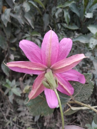 Passiflora carrascoensis, photographed by Alfredo F. Fuentes Claros