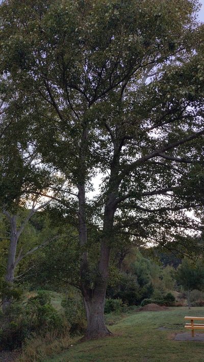 Populus yunnanensis, photographed by Svend Hansen