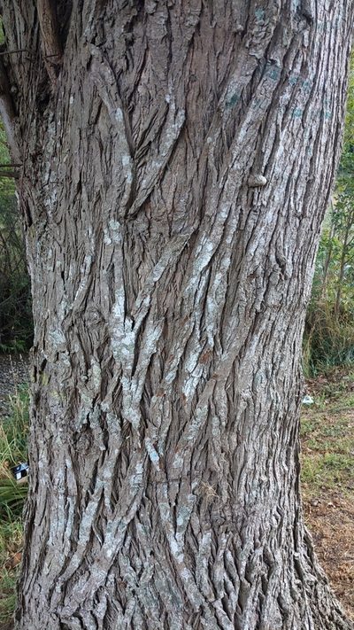 Populus yunnanensis, photographed by Svend Hansen