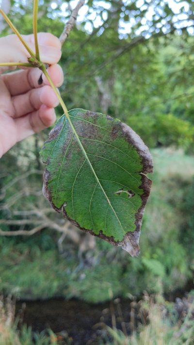 Populus yunnanensis, photographed by Svend Hansen