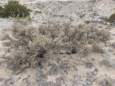 Condalia ericoides, photographed by Bob Nieman