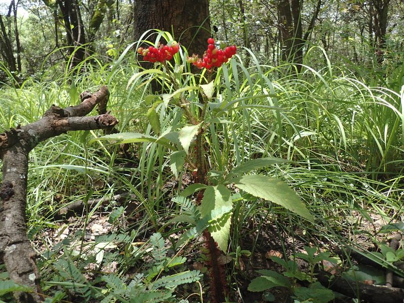 Cyphostemma vanmeelii, photographed by Mahomed Desai