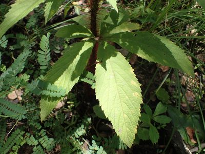 Cyphostemma vanmeelii, photographed by Mahomed Desai