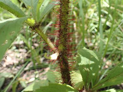 Cyphostemma vanmeelii, photographed by Mahomed Desai