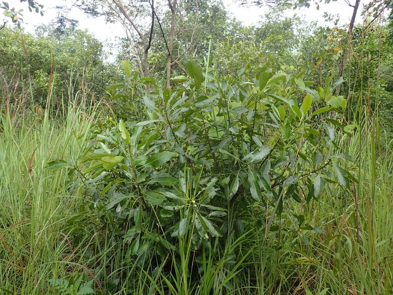 Uapaca nitida, photographed by Mahomed Desai