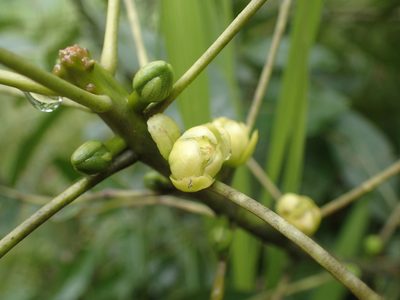 Uapaca nitida, photographed by Mahomed Desai