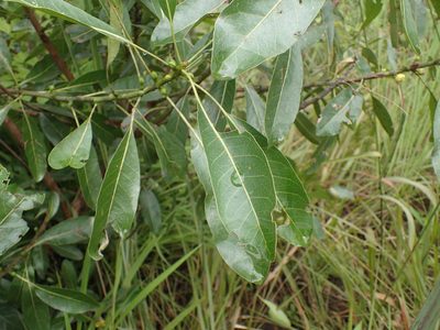 Uapaca nitida, photographed by Mahomed Desai