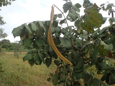 Markhamia obtusifolia, photographed by Mahomed Desai
