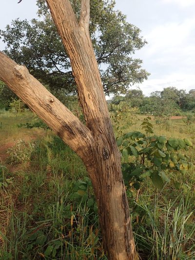 Markhamia obtusifolia, photographed by Mahomed Desai