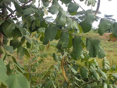 Markhamia obtusifolia, photographed by Mahomed Desai